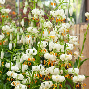 Lis martagon Snowy Morning - Lilium Snowy Morning - Willemse