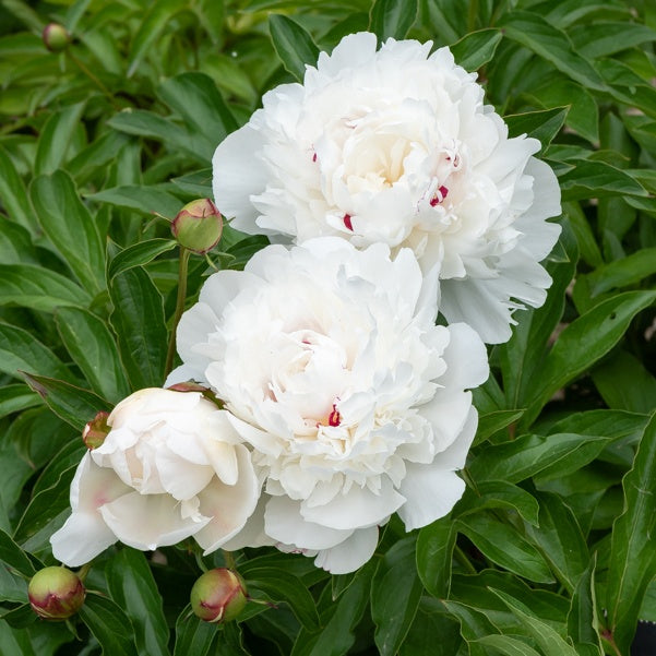 Pivoine Festiva Maxima - Willemse