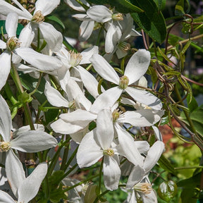 Clématite du Père Armand Snowdrift - Clematis armandii 'snowdrift' - Plantes