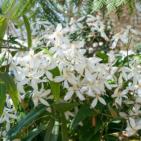 Clématite du Père Armand Snowdrift - Clematis armandii 'snowdrift' - Plantes grimpantes