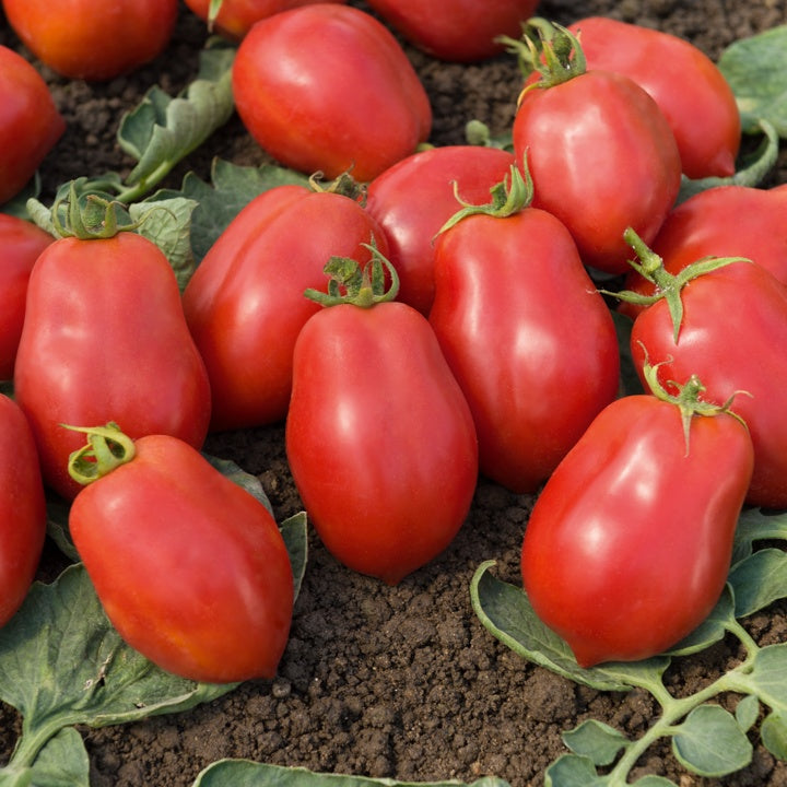 3 Plants de Tomate allongée Roma VF - Potager