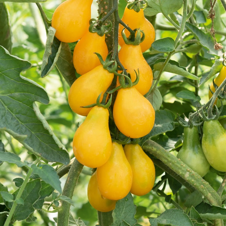 3 Plants de Tomate Cerise Yellow Pearshed - Potager