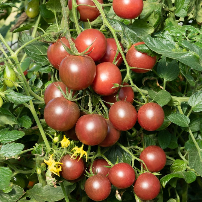 3 Plants de Tomate Cerise Black Cherry - Potager