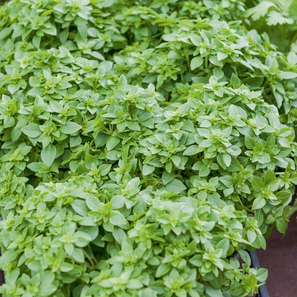 Plant de Basilic Fin vert - Willemse