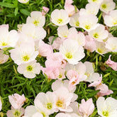 2 Œnothères Siskiyou Pink - Onagres - Willemse