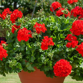 Géranium lierre double rouge - Pelargonium peltatum red - Willemse