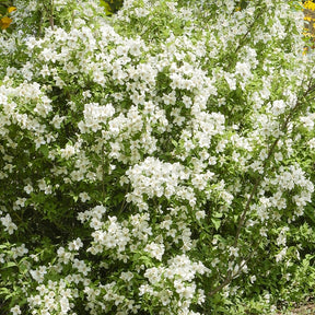 Philadelphus virginal - Seringat virginal - Philadelphus - Seringats