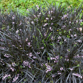 Ophiopogon noir Niger - Willemse