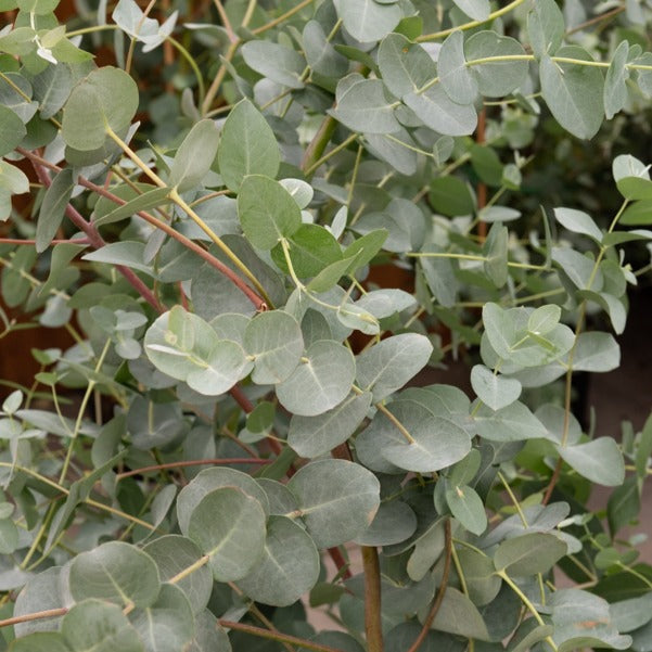 Eucalyptus gunnii - Gommier cidre - Eucalyptus gunnii Silverana - Eucalyptus