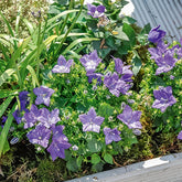 Campanule des Carpates - Willemse