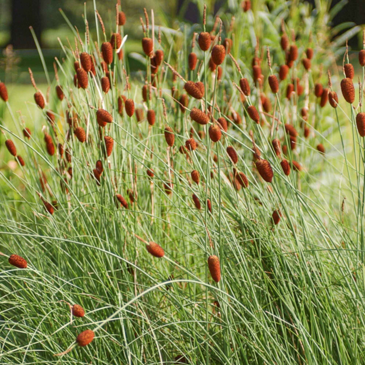 Massette naine - Typha minima - Plantes