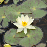 Nénuphar nain Helvola - Willemse
