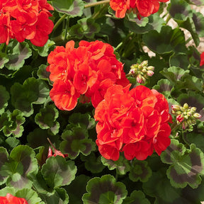 3 Géraniums orange - Pelargonium zonale toscana ®