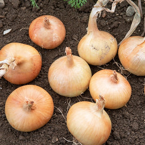 Oignon Rijnsburger 5 - Allium cepa rijnsburger 5 - Willemse