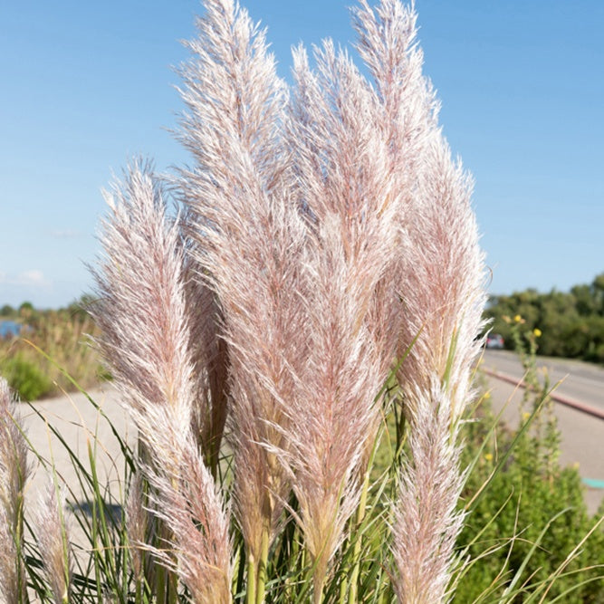 Herbe de la pampa rose - Cortaderia selloana rendatleri