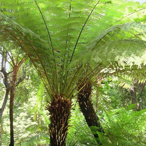 Vente Fougère arborescente de Tasmanie