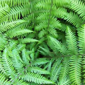 Vente Fougère arborescente de Tasmanie - Dicksonia antarctica
