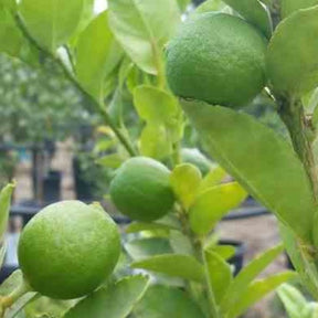 Citron vert - Citrus aurantifolia - Willemse
