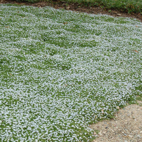 Vivaces couvre-sol - 3 Étoiles bleues tapissantes - Isotoma fluviatilis