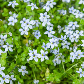 Isotoma fluviatilis - 3 Étoiles bleues tapissantes - Vivaces couvre-sol