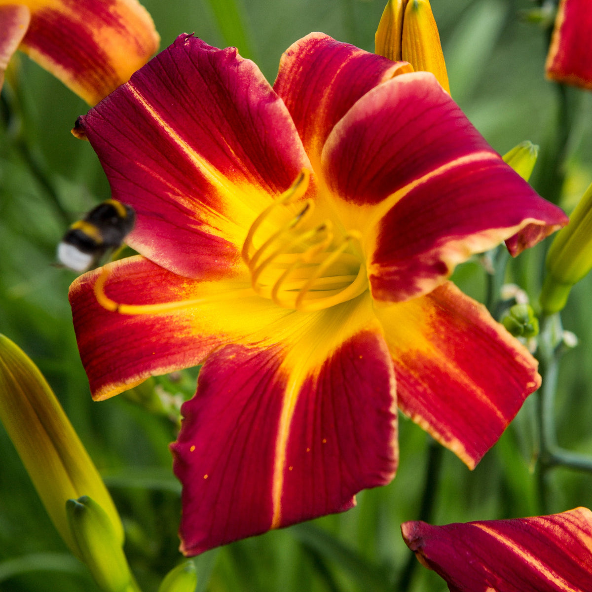 3 Hémérocalles Everydaylily Red Ribs - Willemse