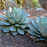 Agave de Parry - Willemse