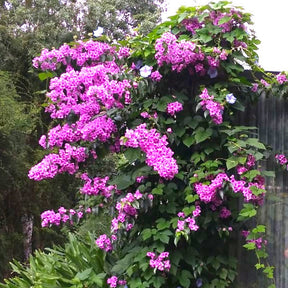 Bougainvillea 'violet de mèze' - Bougainvillier rustique Violet de Mèze - Bougainvilliers