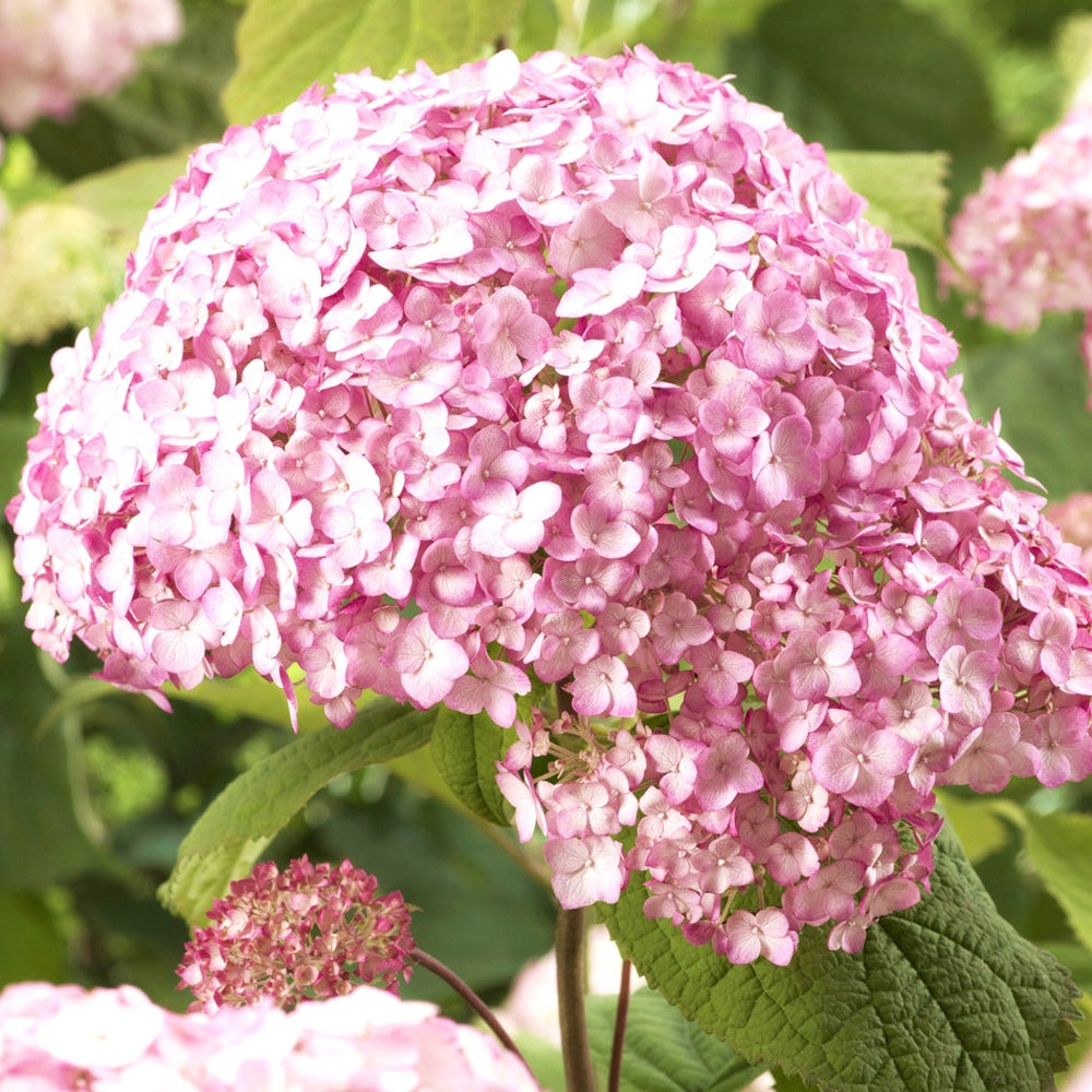 Hortensia Candy Bell Bubblegum ® - Hydrangea arborescens 'candy belle bublegum' - Plantes