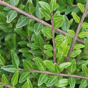 Vente Chèvrefeuille arbustifs MossGreen - Lonicera pileata 'moss green'