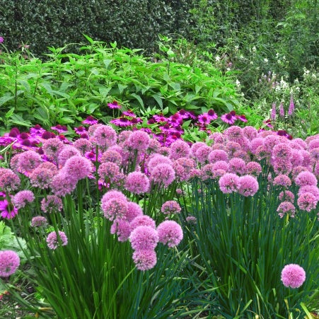 Ail d'ornement Lavender Bubbles - Allium senescens Lavender Bubbles - Plantes