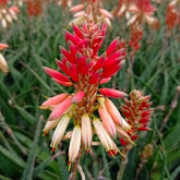 Aloe Safari Sunrise - Willemse