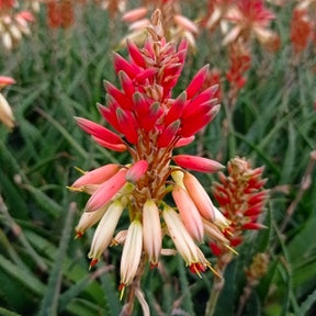 Aloe Safari Sunrise - Aloe x safari collection sunrise ® - Plantes