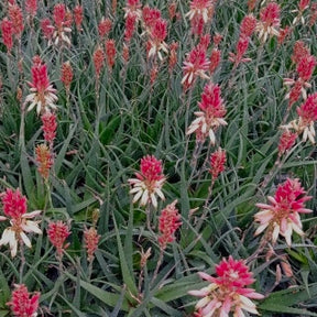 Aloe Safari Sunrise - Aloe x safari Sunrise ® - Willemse