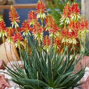 Aloe x safari Sunrise ® - Aloe Safari Sunrise - Plantes grasses d'extérieur