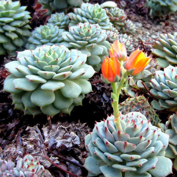Echeveria derenbergii - Willemse