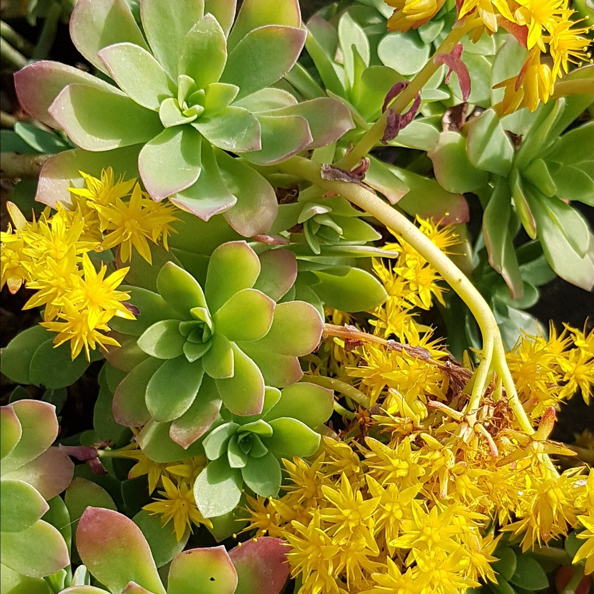 Sedum palmeri - Willemse