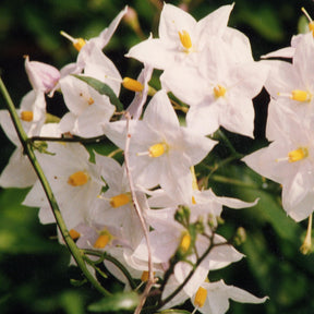 Vente Morelle faux-jasmin - Solanum jasminoides