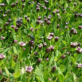 Verveine nodulaire - Willemse