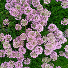 Allium Millenium - Ail d'ornement Millenium - Fleurs vivaces