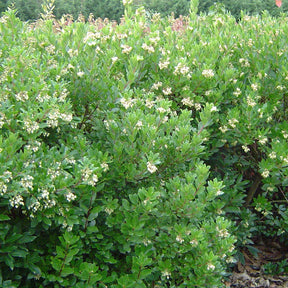 Arbousier Compacta - Arbutus unedo Compacta - Willemse