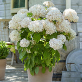 Hortensia Marshmallow ® Candy Bell® - Willemse