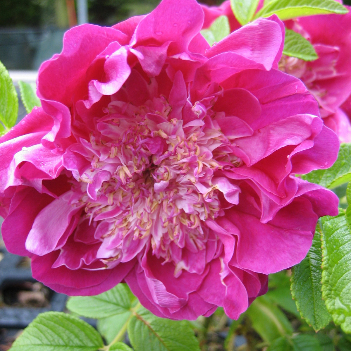 3 Rosiers Pompom Perfume ® pivoine - Rosa rugosa 'pompom perfume' - Plantes