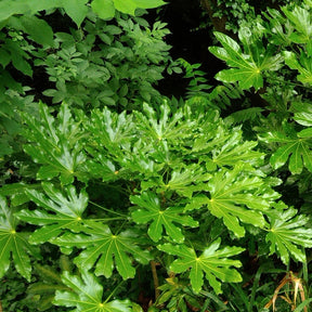 Fatsia du Japon - Fatsia japonica - Willemse