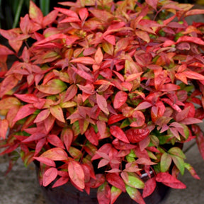 Nandina domestica Aka Blush Pink - Bambou sacré rose Blush Pink ® - Nandina