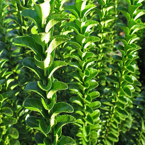 Fusain du Japon 'Green Spire' - Euonymus japonicus green spire - Fusain