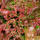 Laitue Lollo Rossa Bio - Willemse