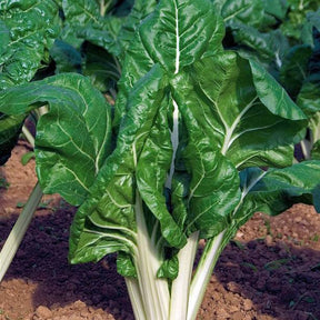Poirée verte à carde blanche 3 Bio - Beta vulgaris cicla carde blanche 3 - Willemse