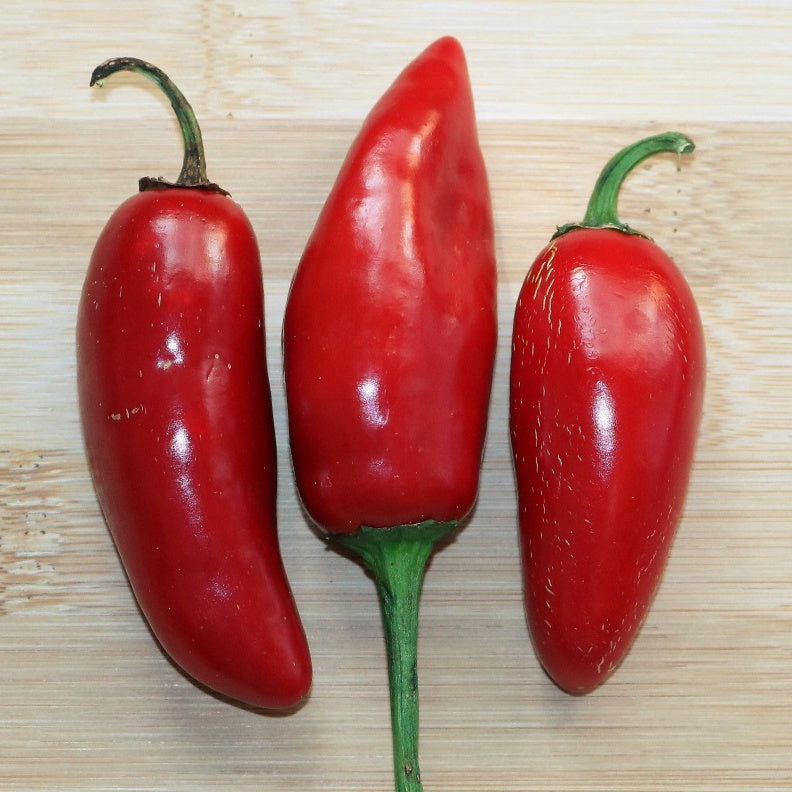 Piment Jalapeno mexicain BIO - Piment jalapeno mexicain bio - Willemse