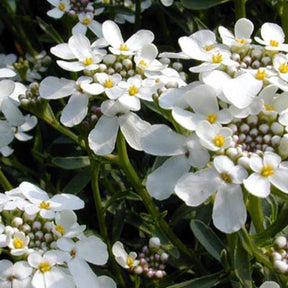 Iberis sempervirens 'weisser zwerg' - Corbeille d'argent - Corbeille d'Argent