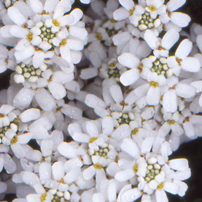 Corbeille d'argent - Iberis sempervirens 'weisser zwerg' - Willemse